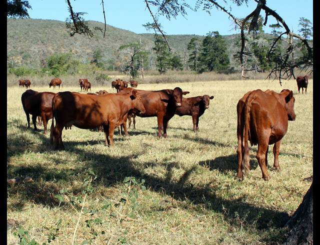 1,058HA FARM FOR SALE IN KOMGA